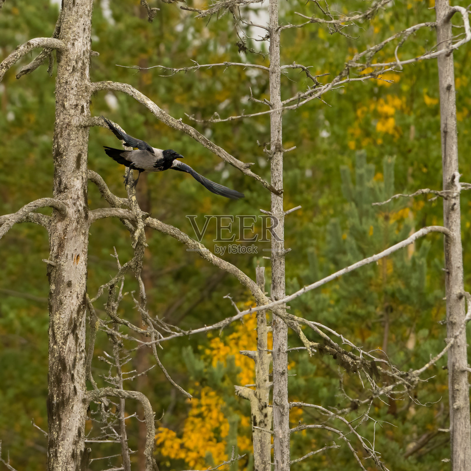 芬兰的野生动物。熊，金刚狼和鸟。照片摄影图片