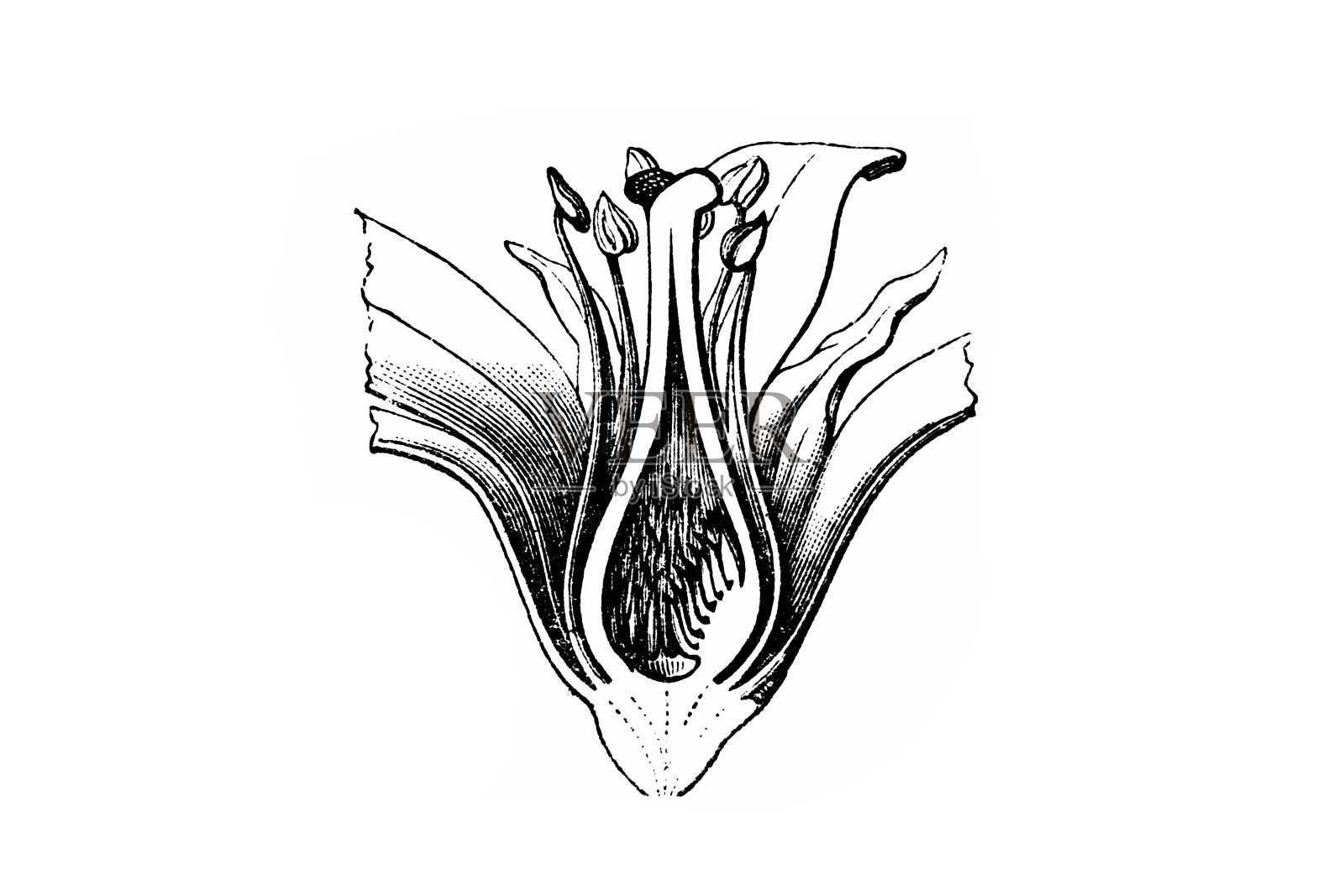 高柳柽柳(法国柽柳)设计元素图片
