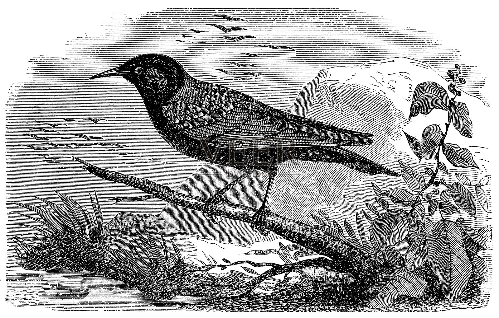 八哥(椋鸟)设计元素图片