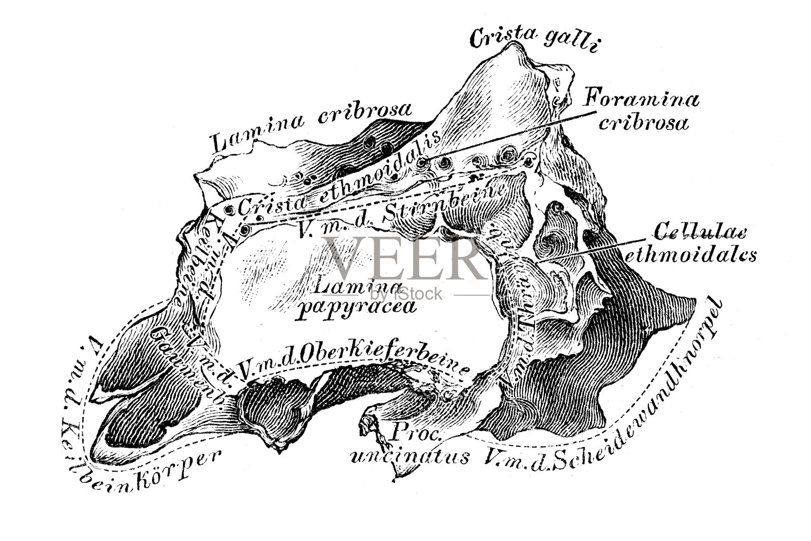 筛骨，从外面看插画图片素材