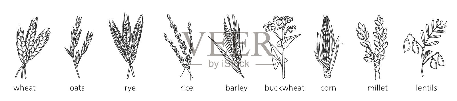 谷物涂鸦，小米素描，农业，小麦，大麦，大米，玉米，荞麦，小米，扁豆。关于谷类植物的细线艺术。插画图片素材