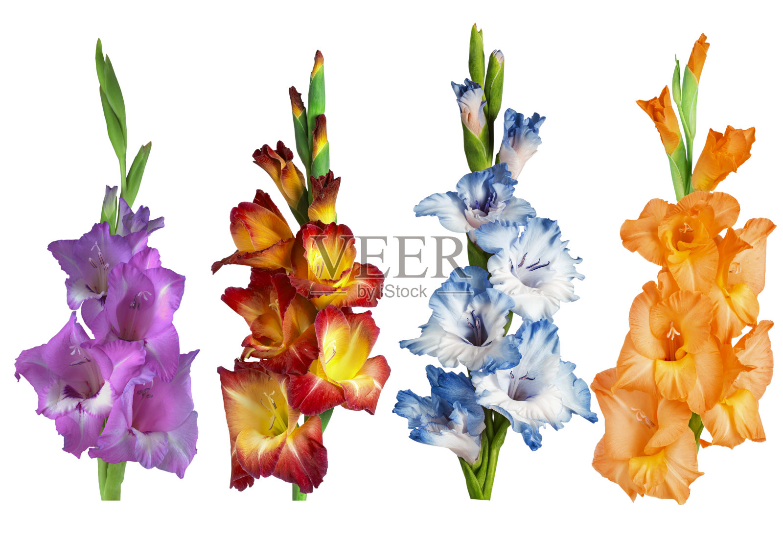 白色背景上不同颜色的剑兰花照片摄影图片