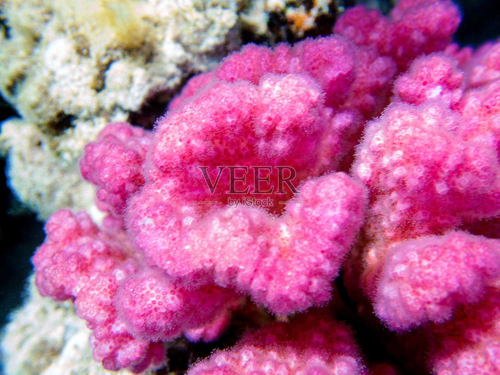 粉色花椰菜珊瑚- Pocillopora sp。照片摄影图片