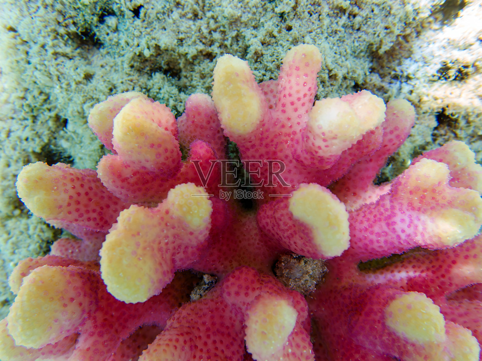 粉色花椰菜珊瑚- Pocillopora sp。照片摄影图片