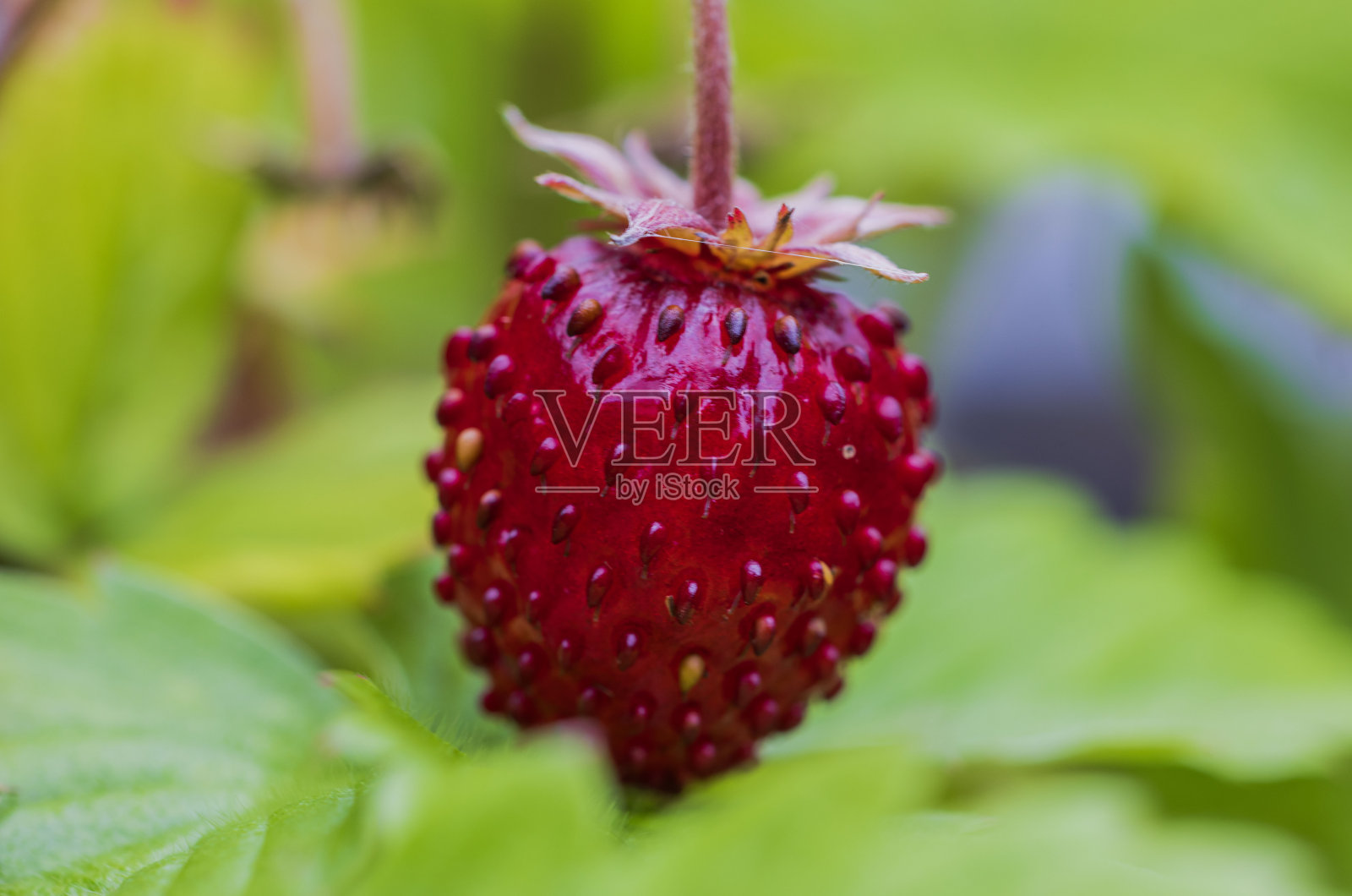 美丽的宏观景观，灌木与红色的花园草莓。照片摄影图片