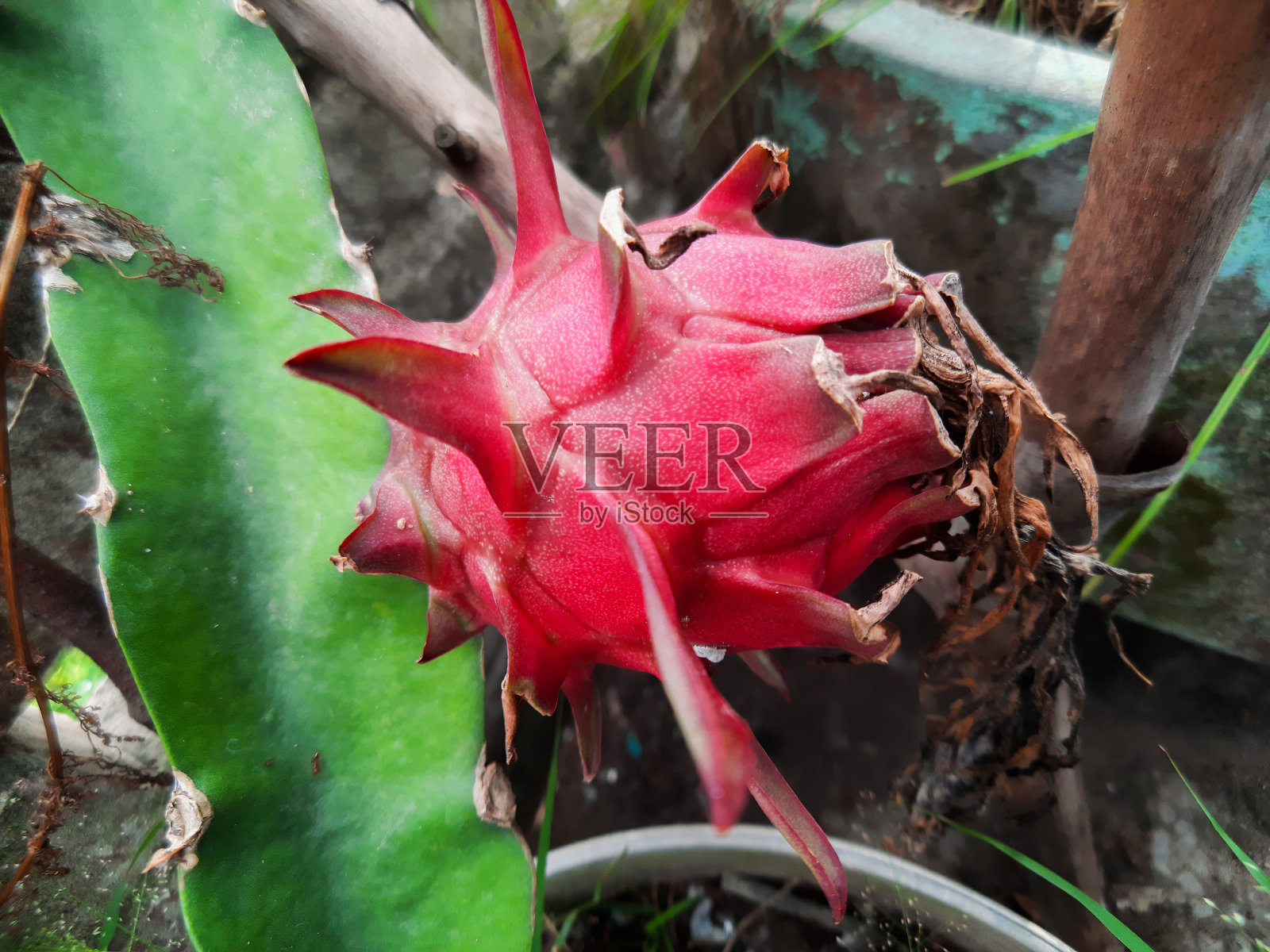 龙的水果照片摄影图片