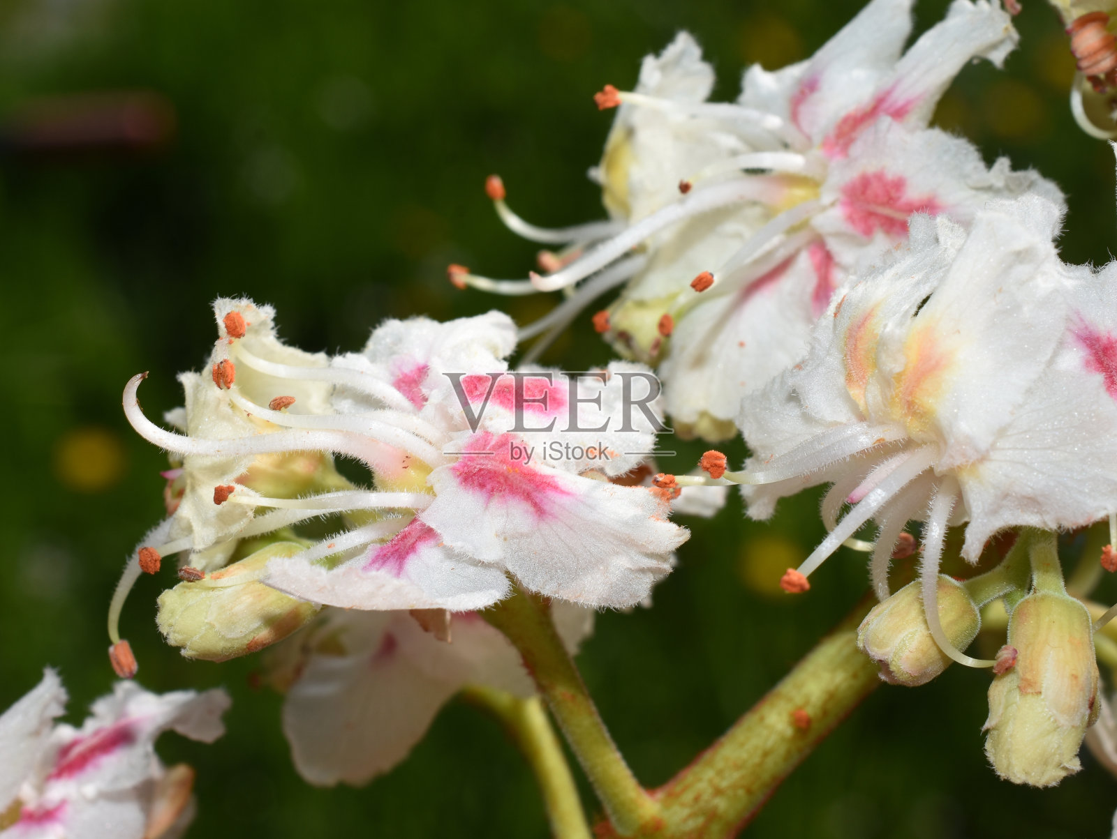 七叶树花照片摄影图片