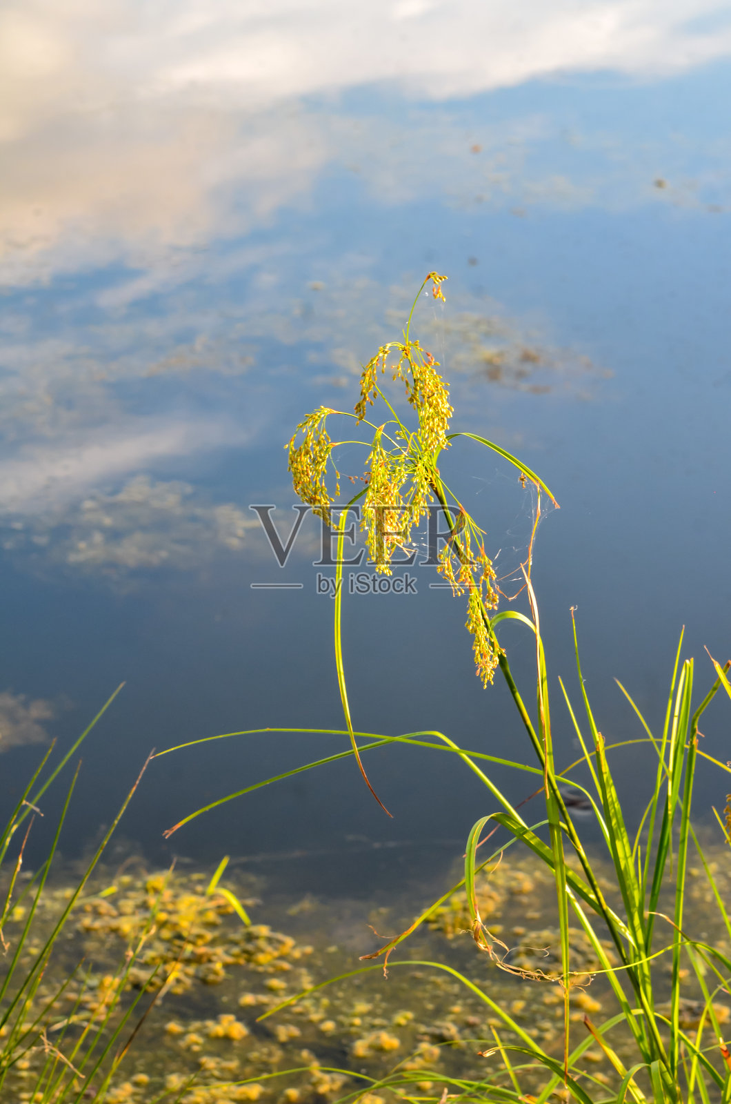 绕池塘散步照片摄影图片