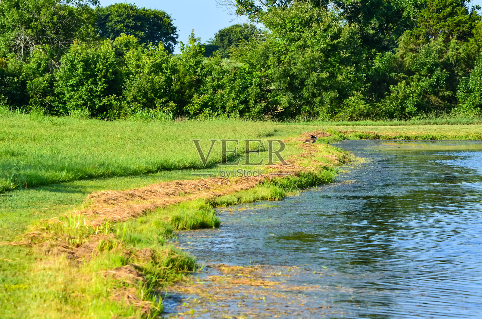 绕池塘散步照片摄影图片