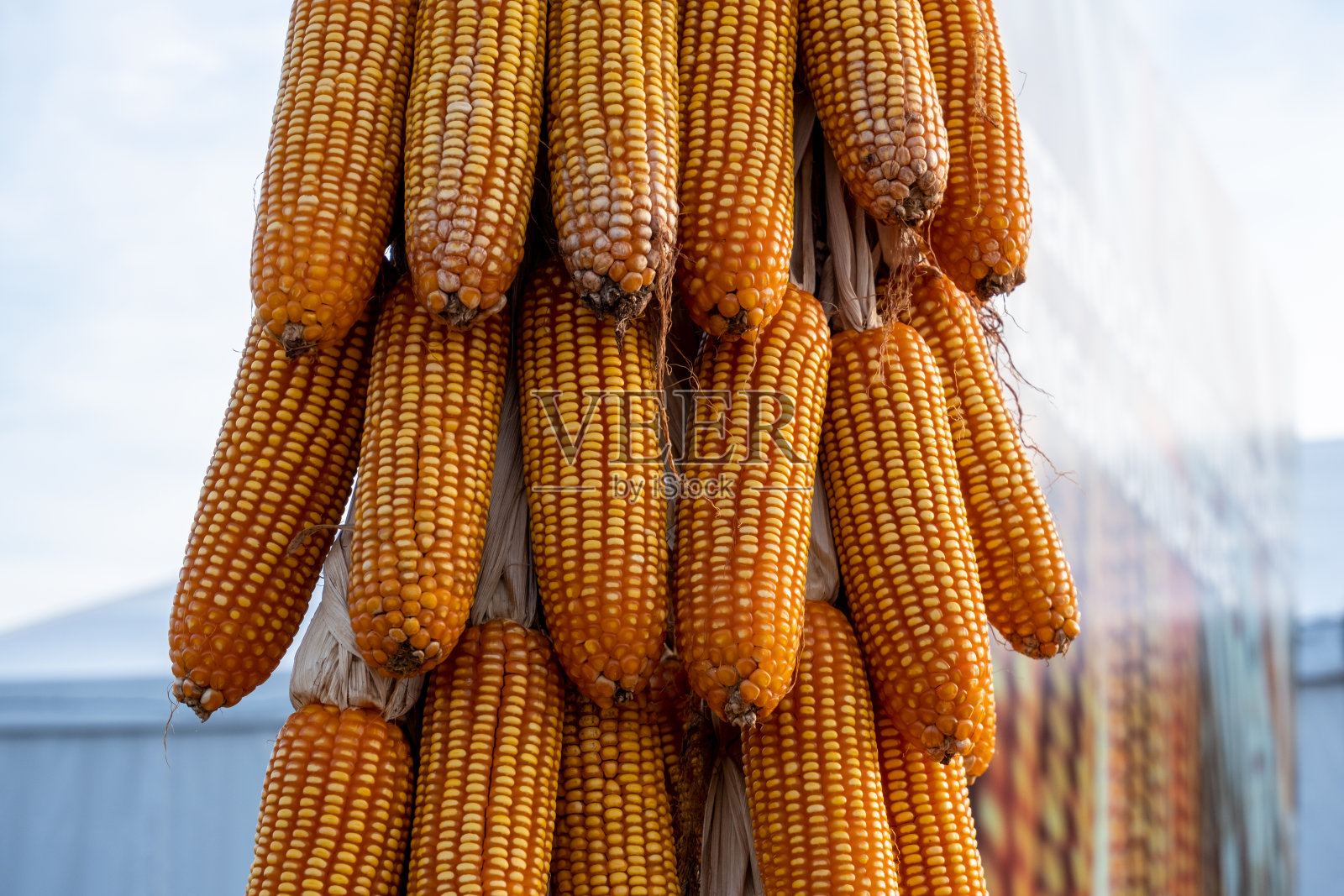 玉米干燥过程照片摄影图片