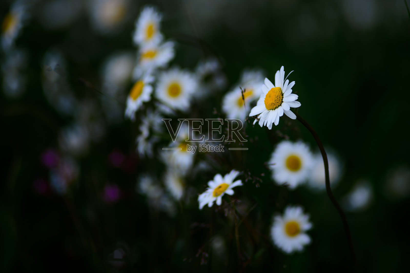 雏菊花在黑暗的背景上照片摄影图片