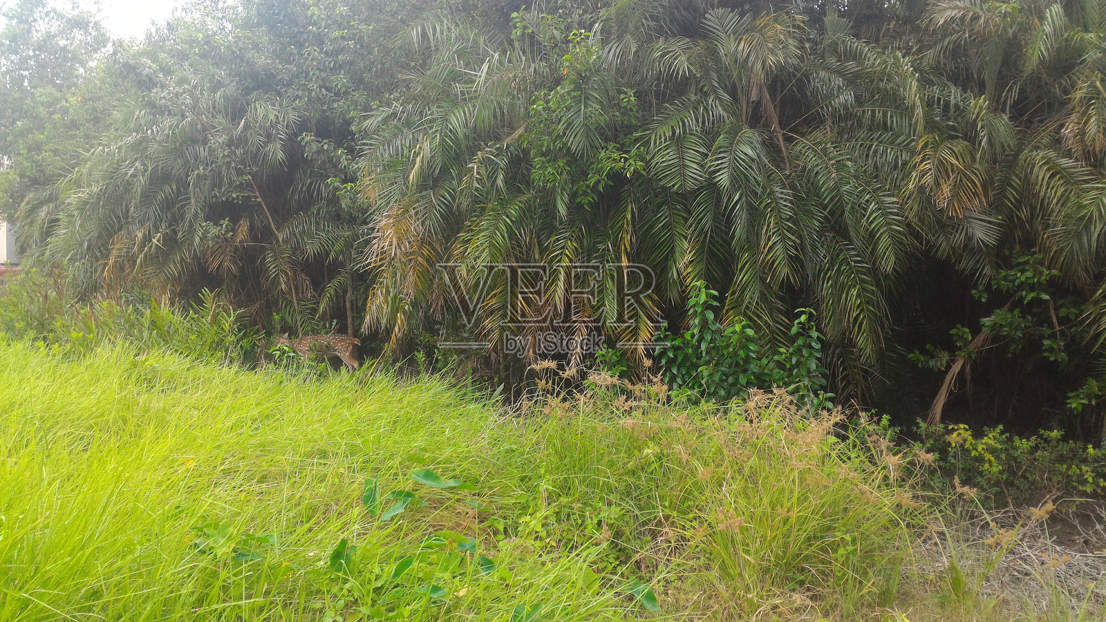 树林里有一只野鹿来吃草照片摄影图片