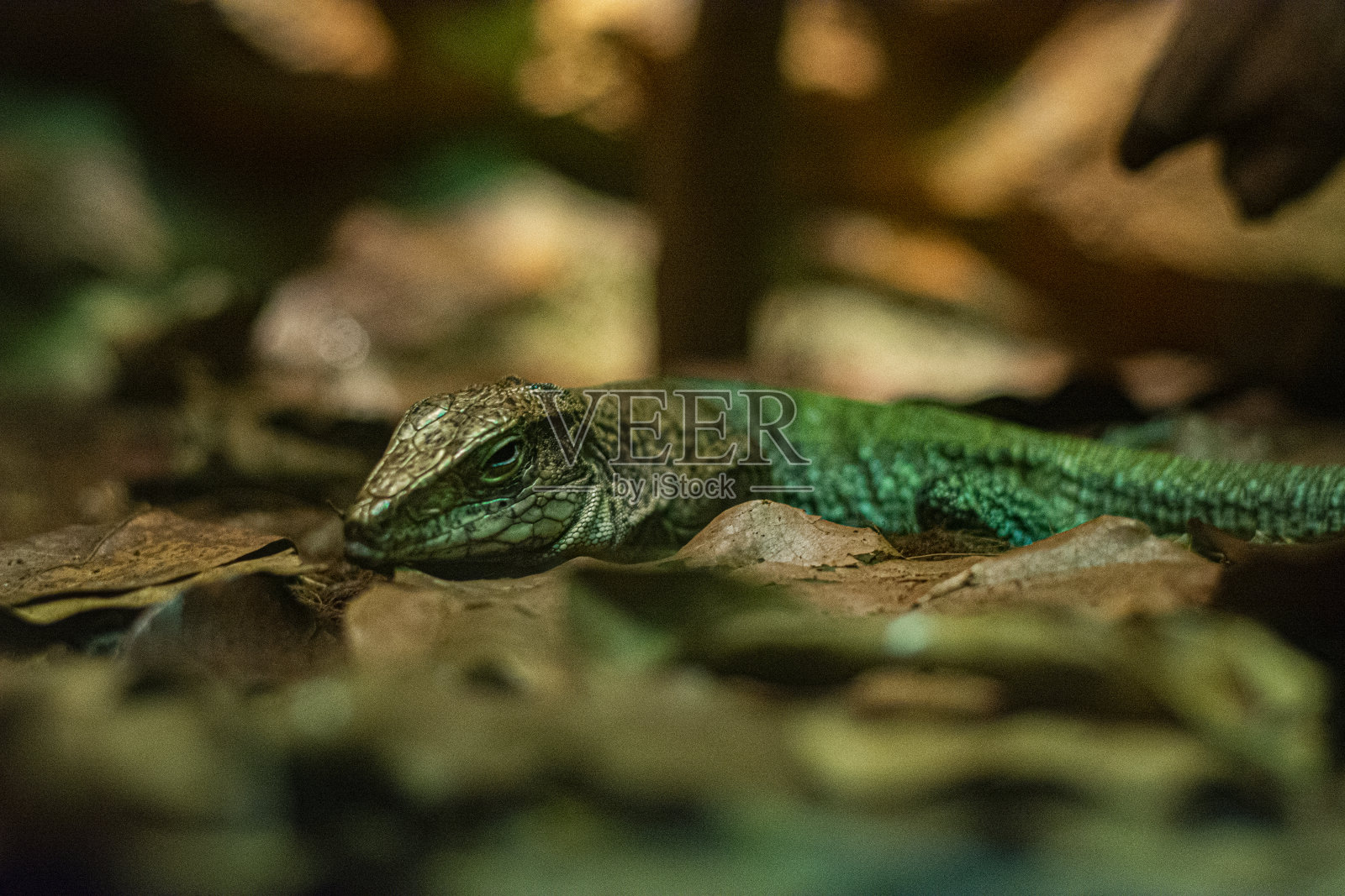 Ameiva Ameiva照片摄影图片