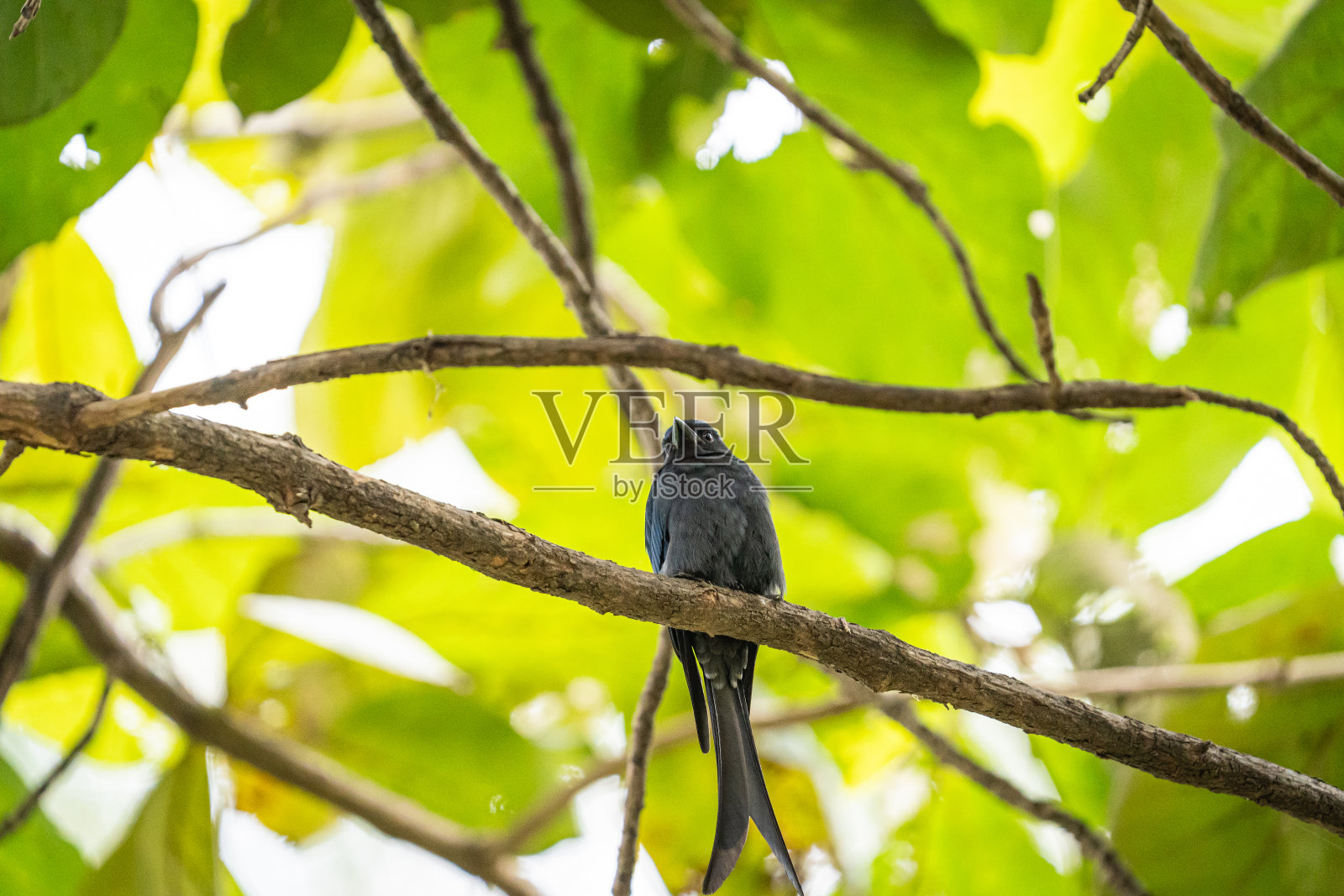 卓戈国王看见你了!照片摄影图片