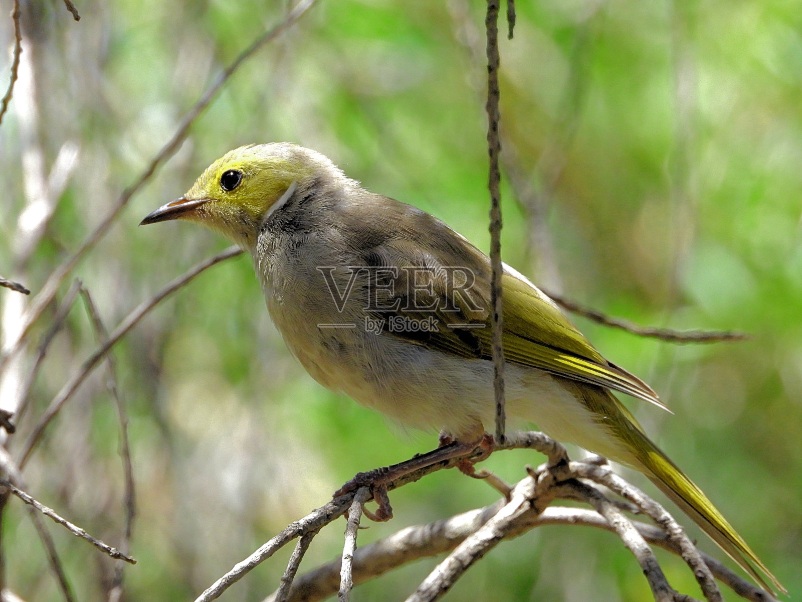 下莫伊拉，维多利亚州，澳大利亚照片摄影图片