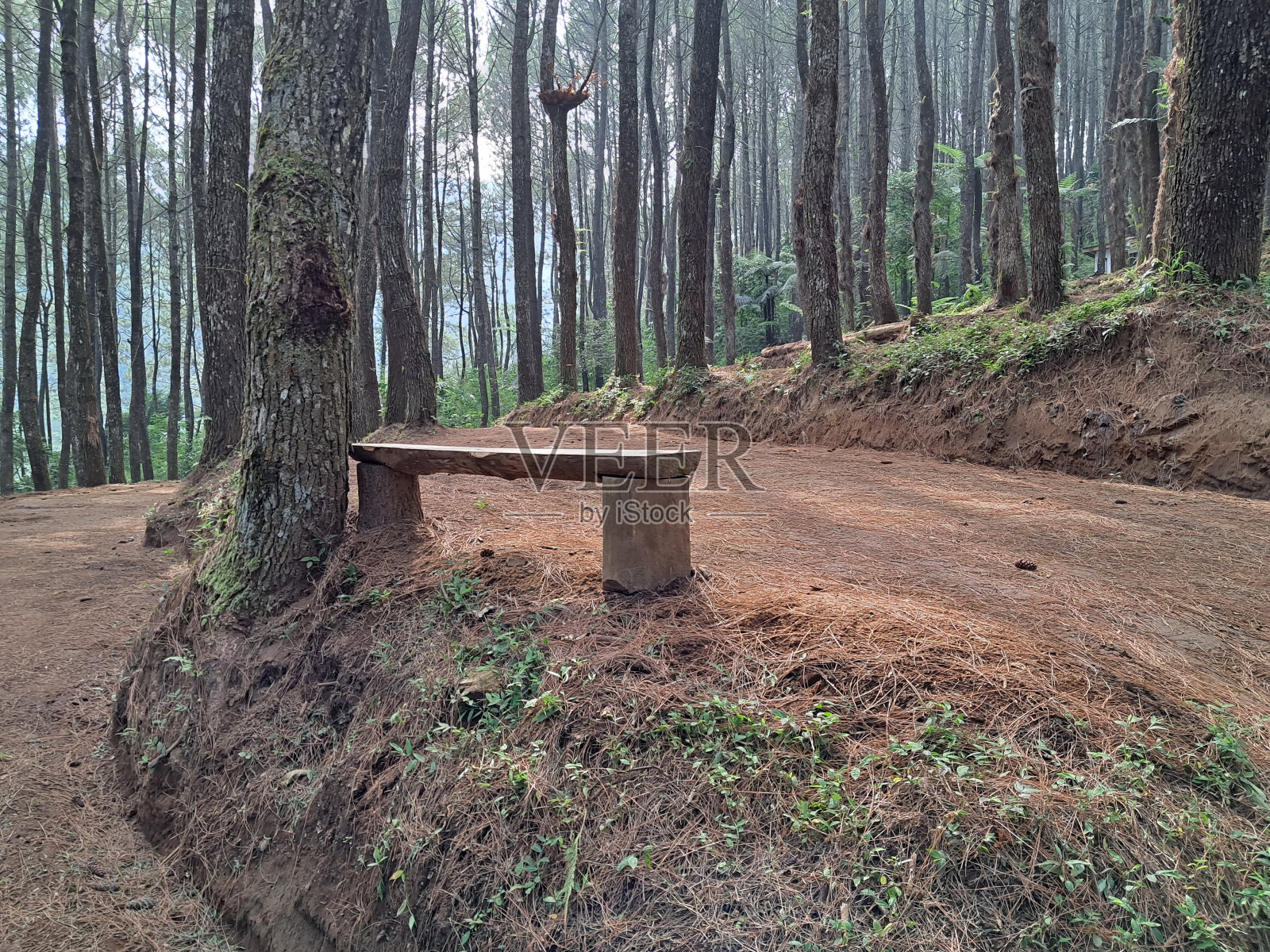 松树林中的木凳照片摄影图片