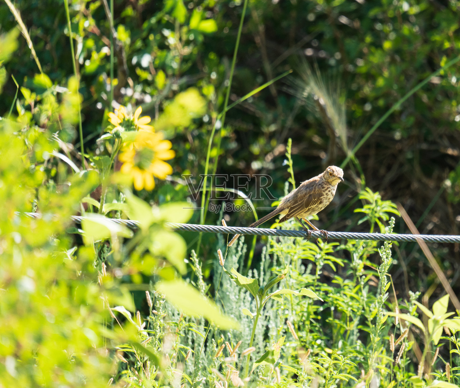 Sage thrasher栖息在科罗拉多州的电缆上照片摄影图片
