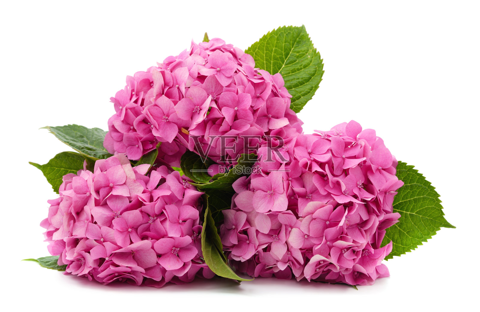 带叶子的粉红色绣球花。照片摄影图片