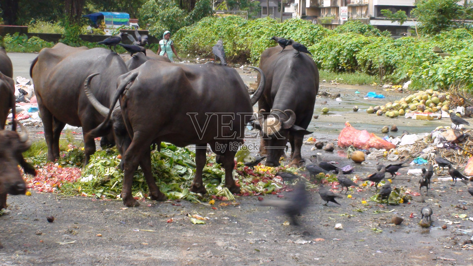 果阿邦，吃蔬菜废料的水牛照片摄影图片