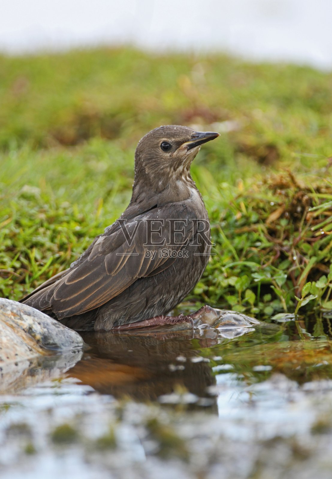 欧洲八哥照片摄影图片