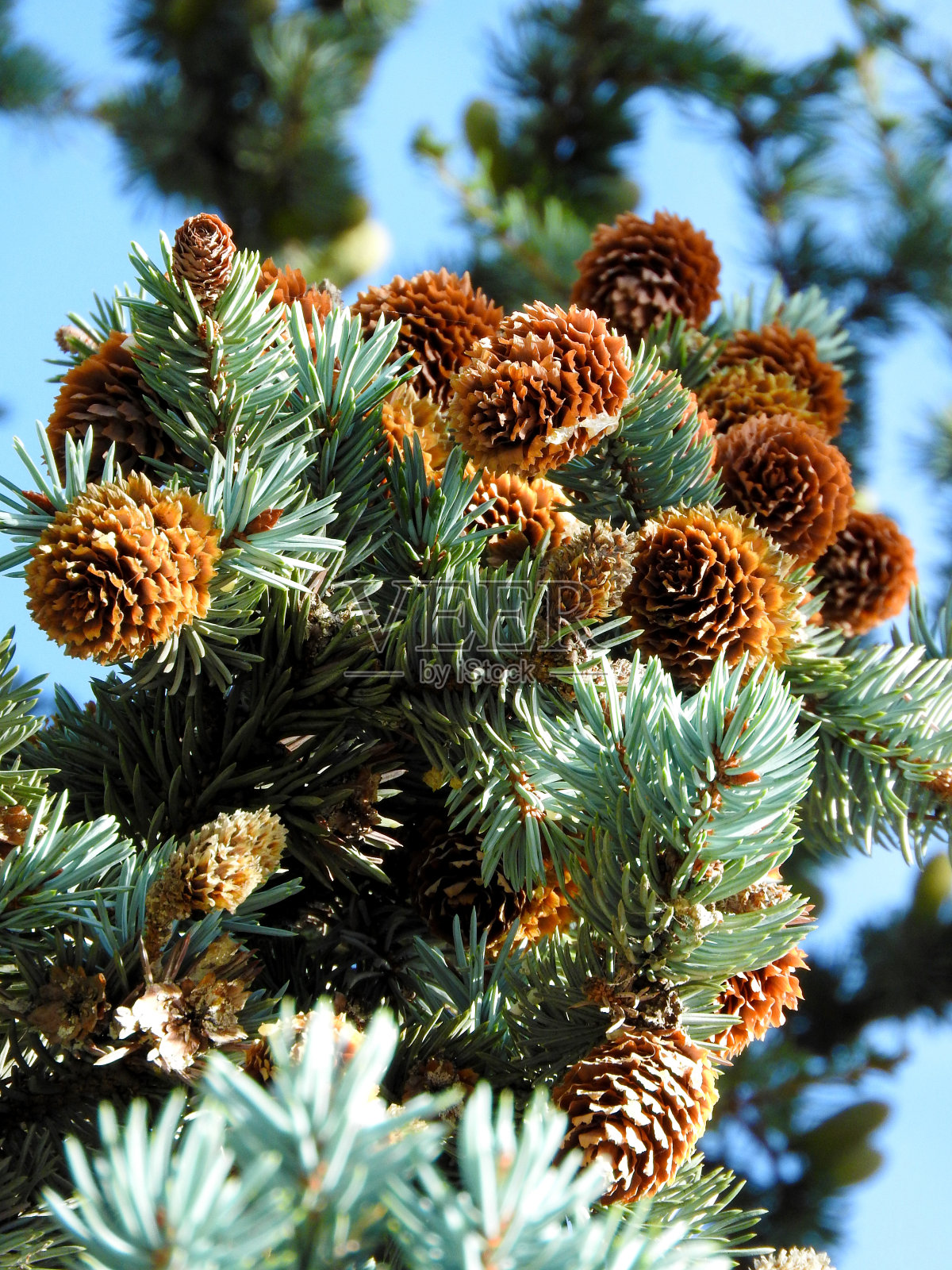 一棵松树和一堆松果照片摄影图片
