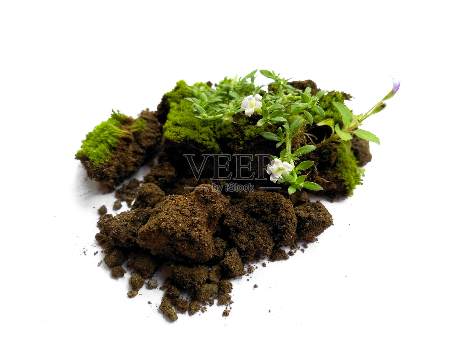 白色背景上孤立的绿色苔藓。亮绿色的苔藓。青苔和泥土用于装饰照片摄影图片