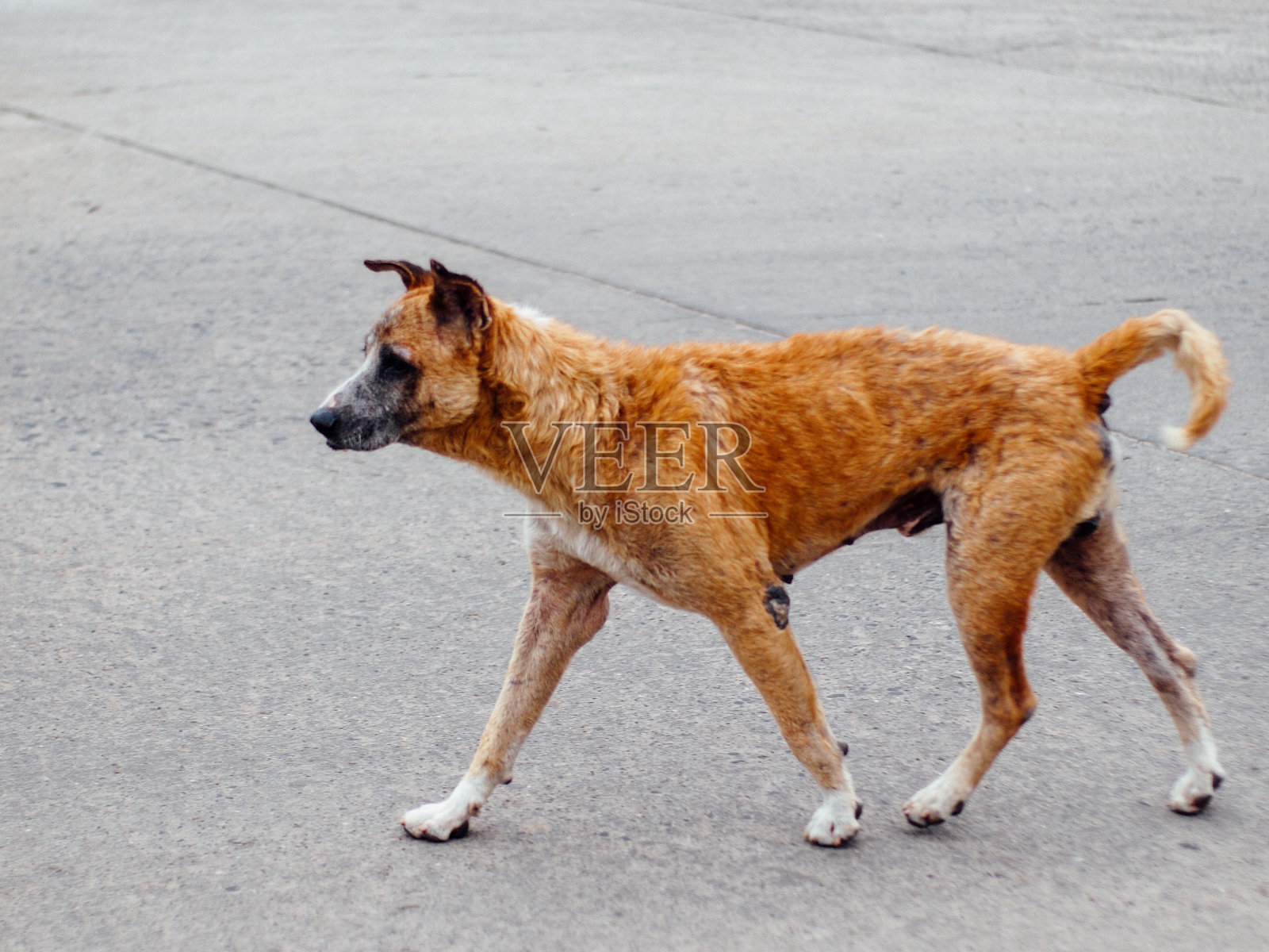 无家可归的狗照片摄影图片