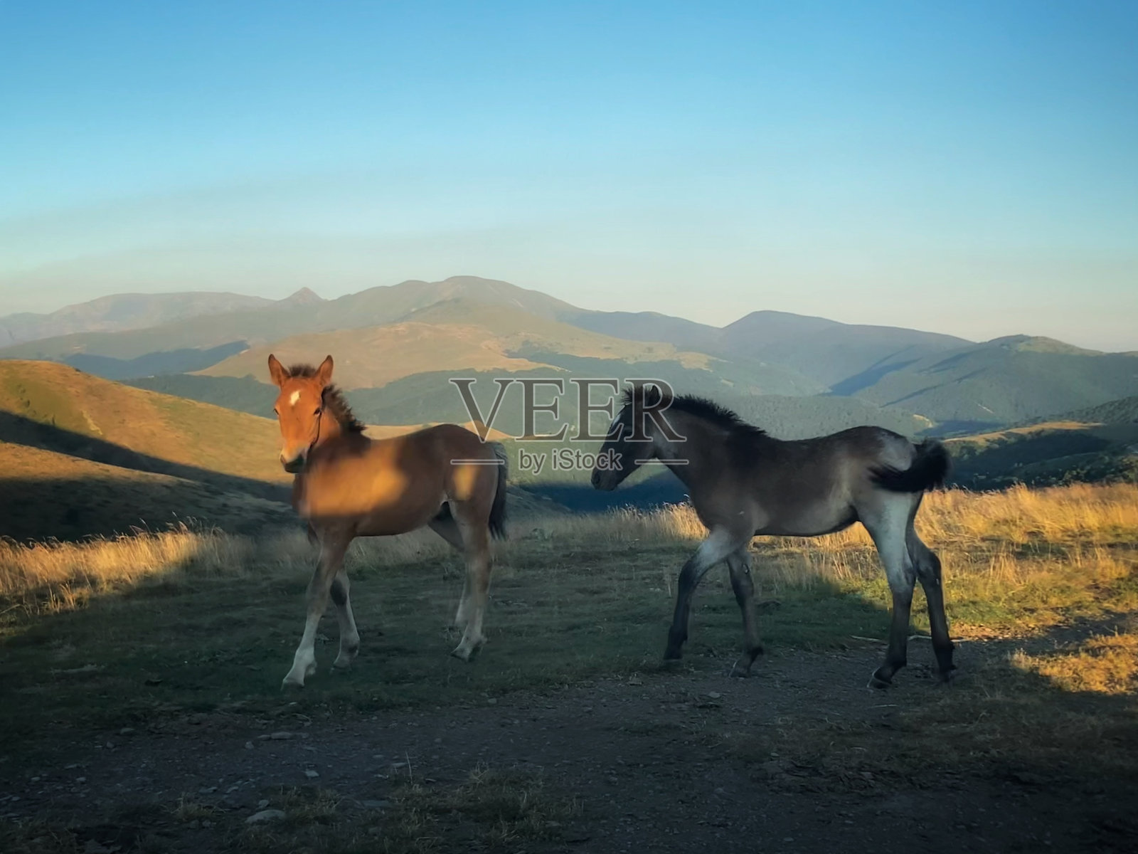 马照片摄影图片