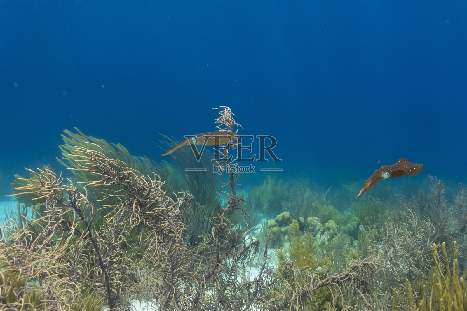 两只墨鱼在博内尔岛海岸外的加勒比海水域游泳照片摄影图片