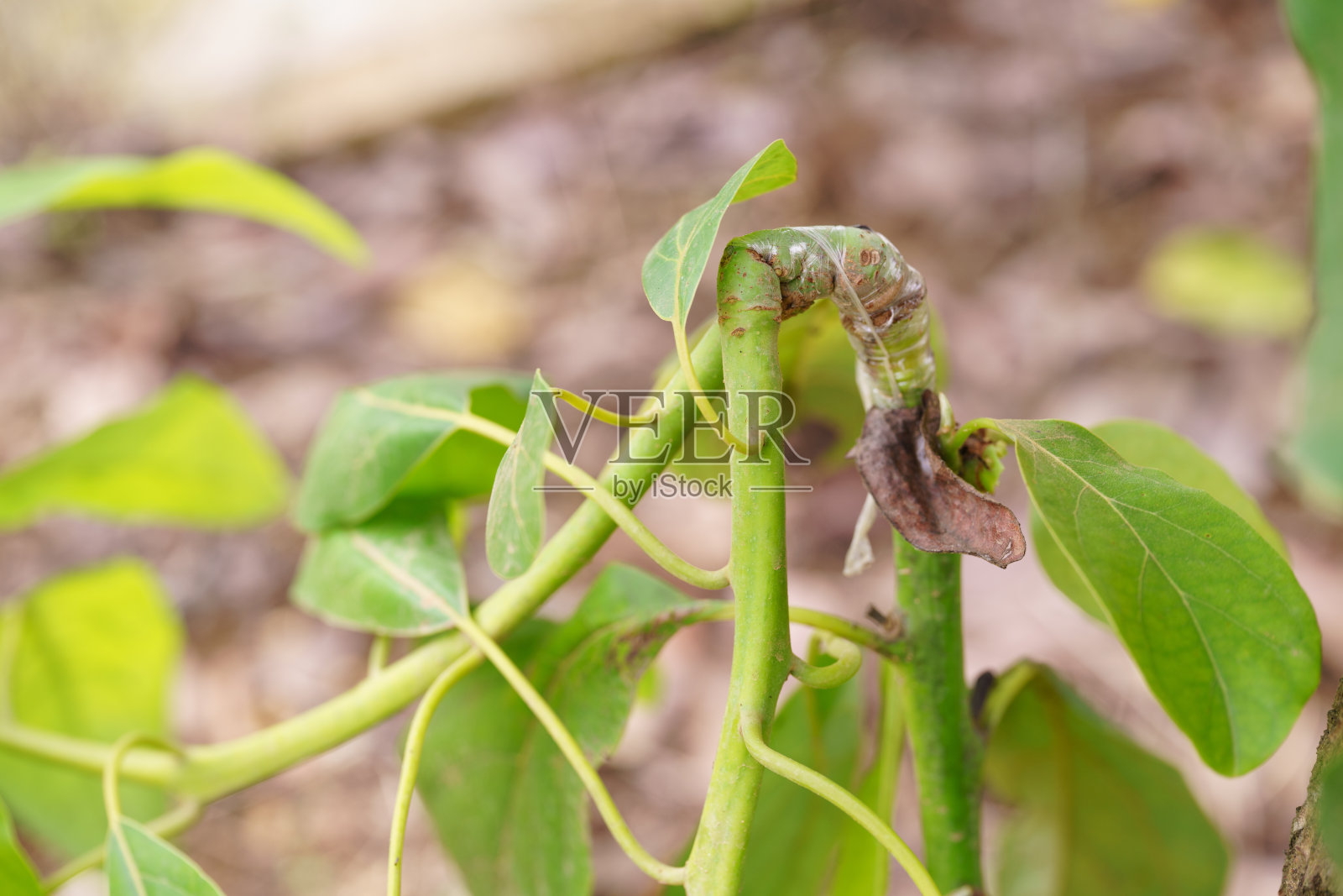 在老树上嫁接牛油果幼苗。照片摄影图片