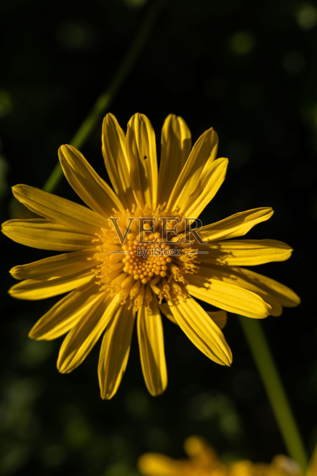 黄花在阳光下的垂直特写照片摄影图片