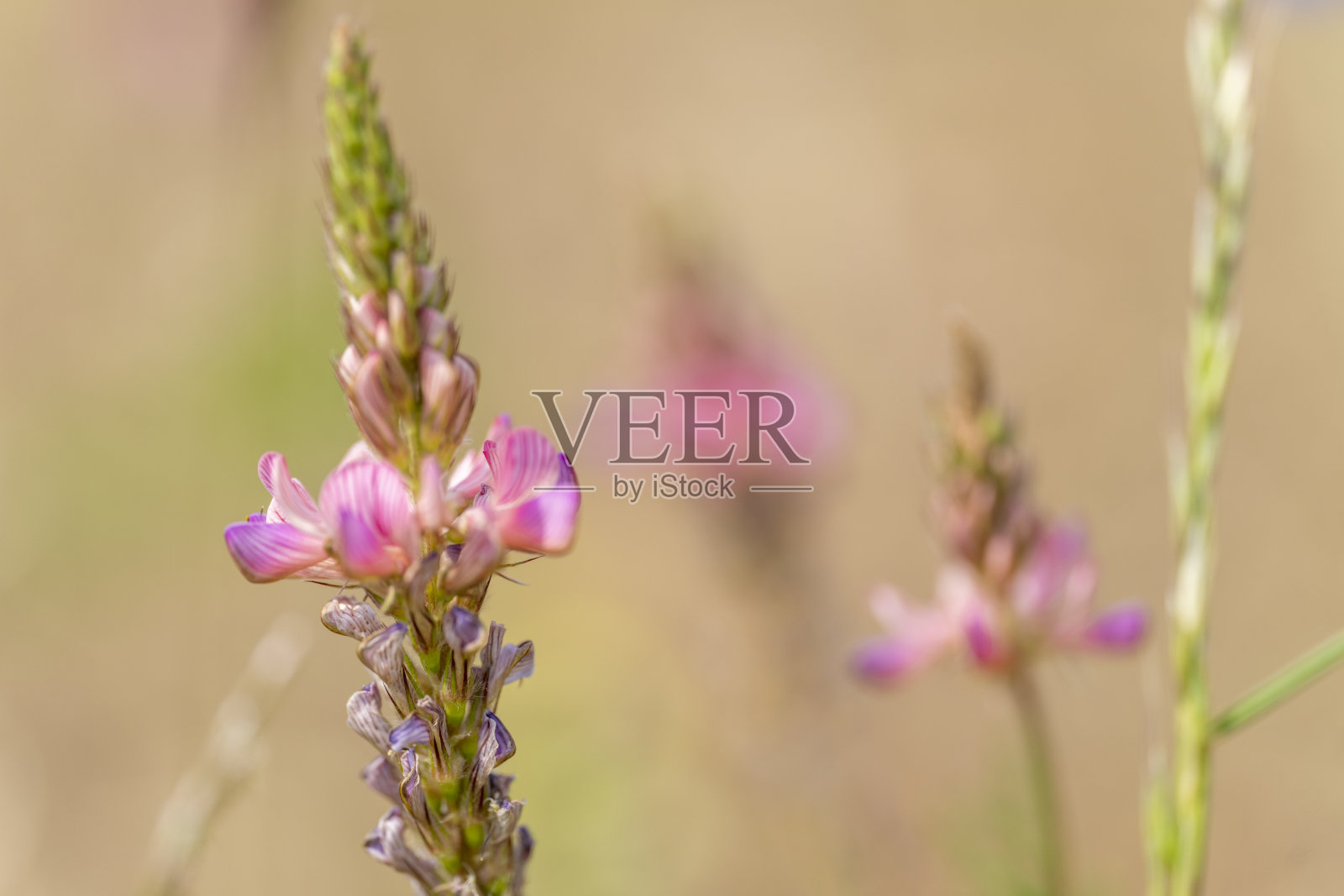 Onobrychis viciifolia照片摄影图片