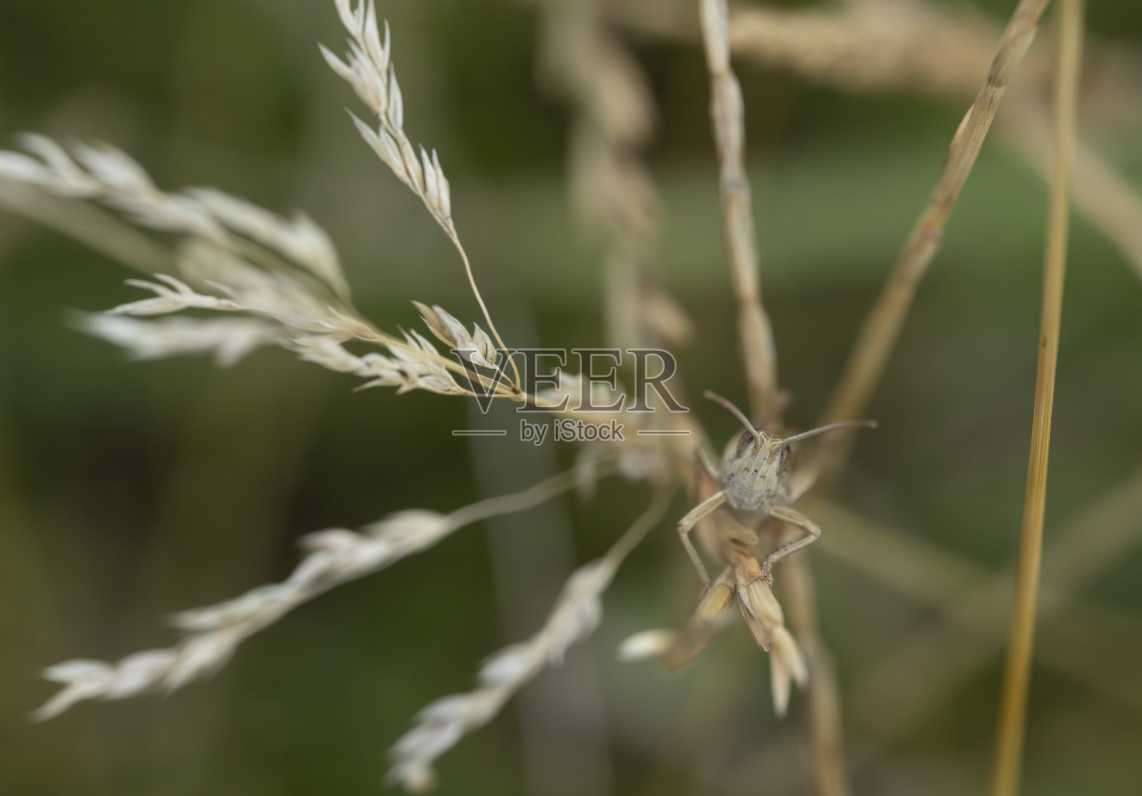 在草茎上的蟋蟀照片摄影图片