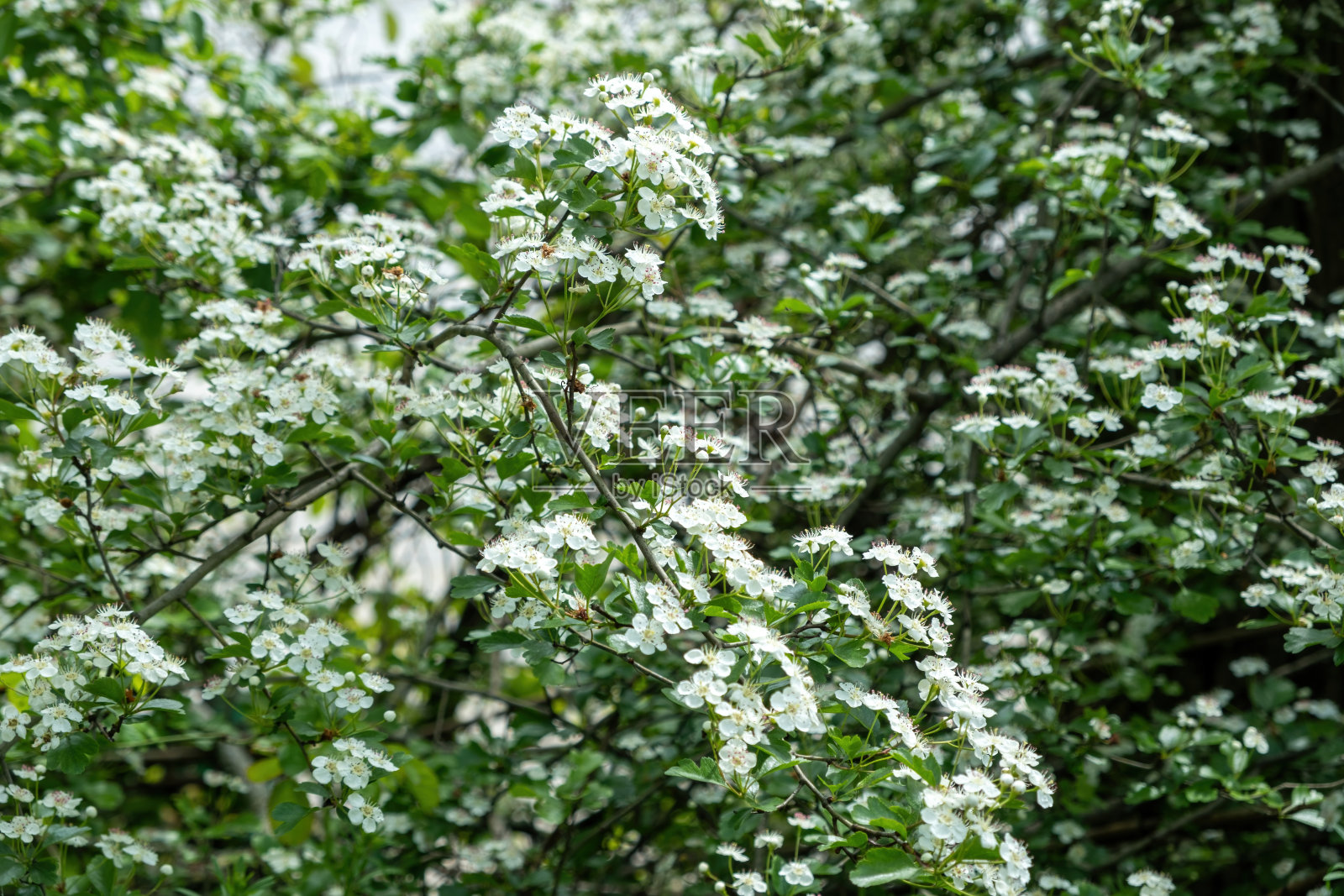 树与白色和粉红色的花朵和花园的背景照片摄影图片