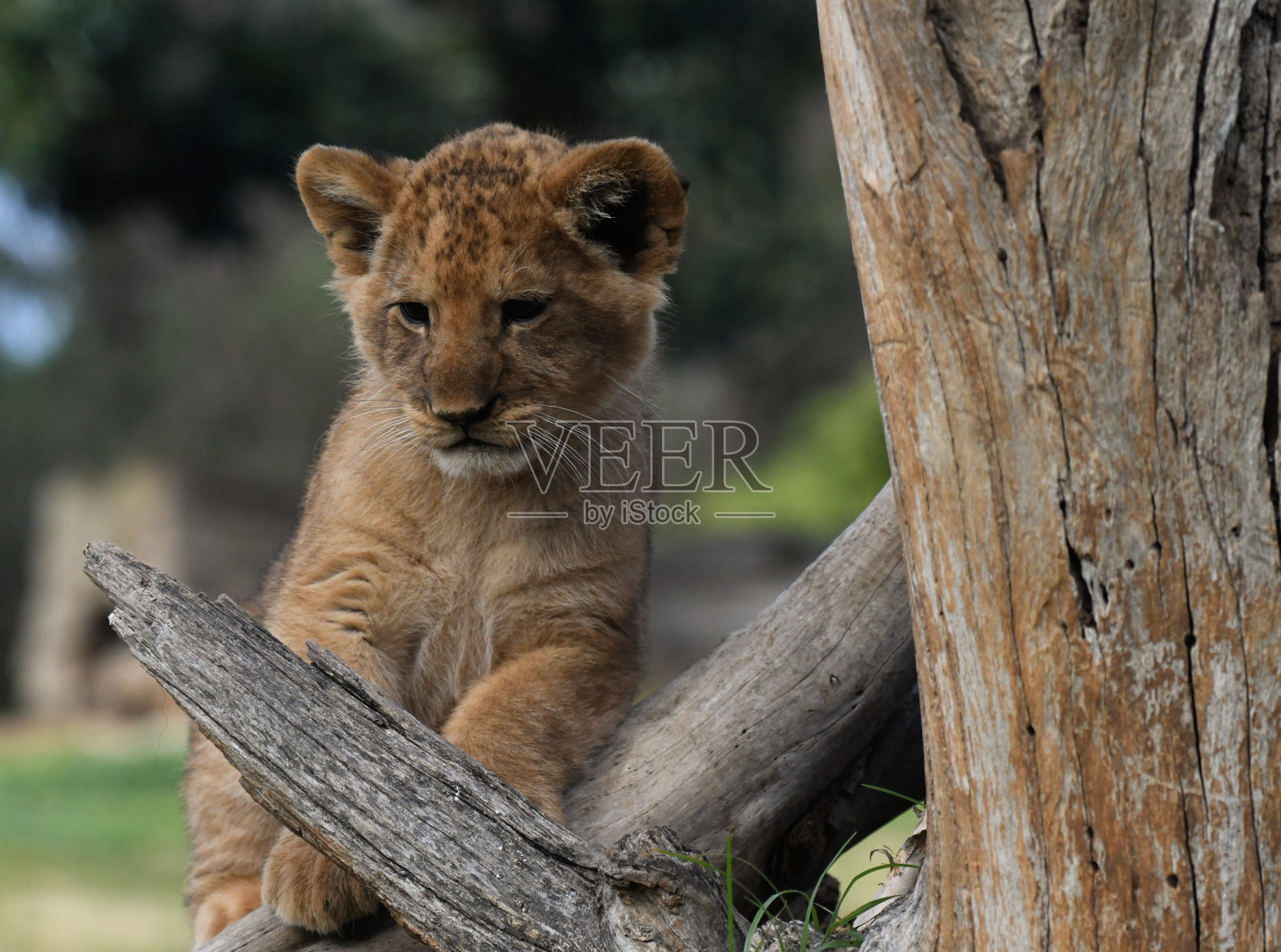 狮子照片摄影图片