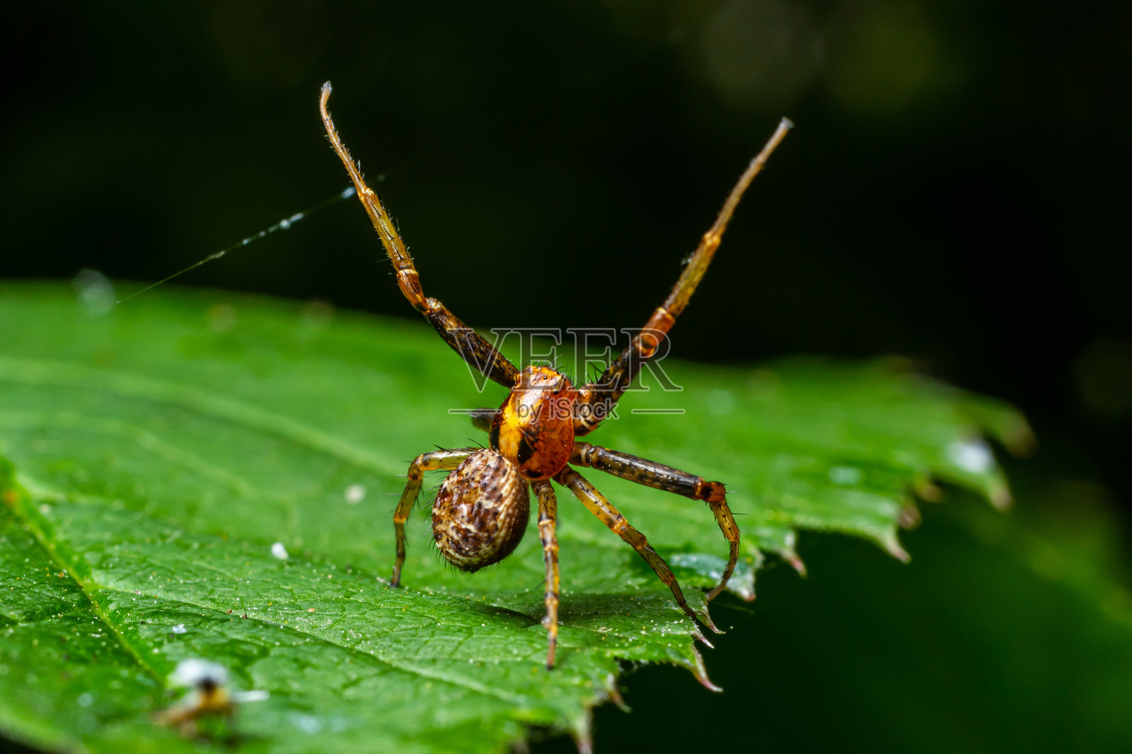 绿蛛在一片绿叶上。自然环境，夏日阳光明媚照片摄影图片