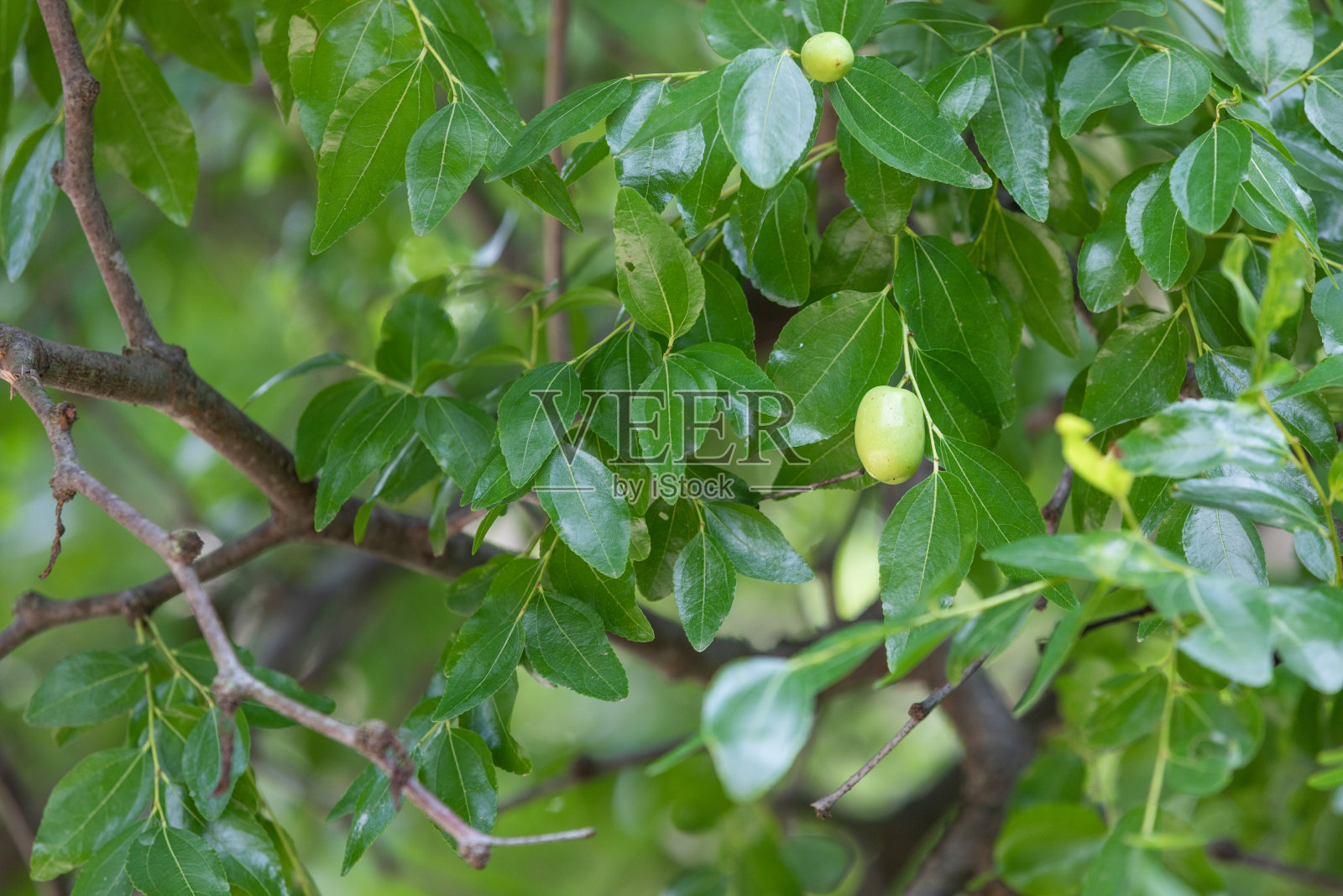 公园里发现的未成熟的枣子。照片摄影图片
