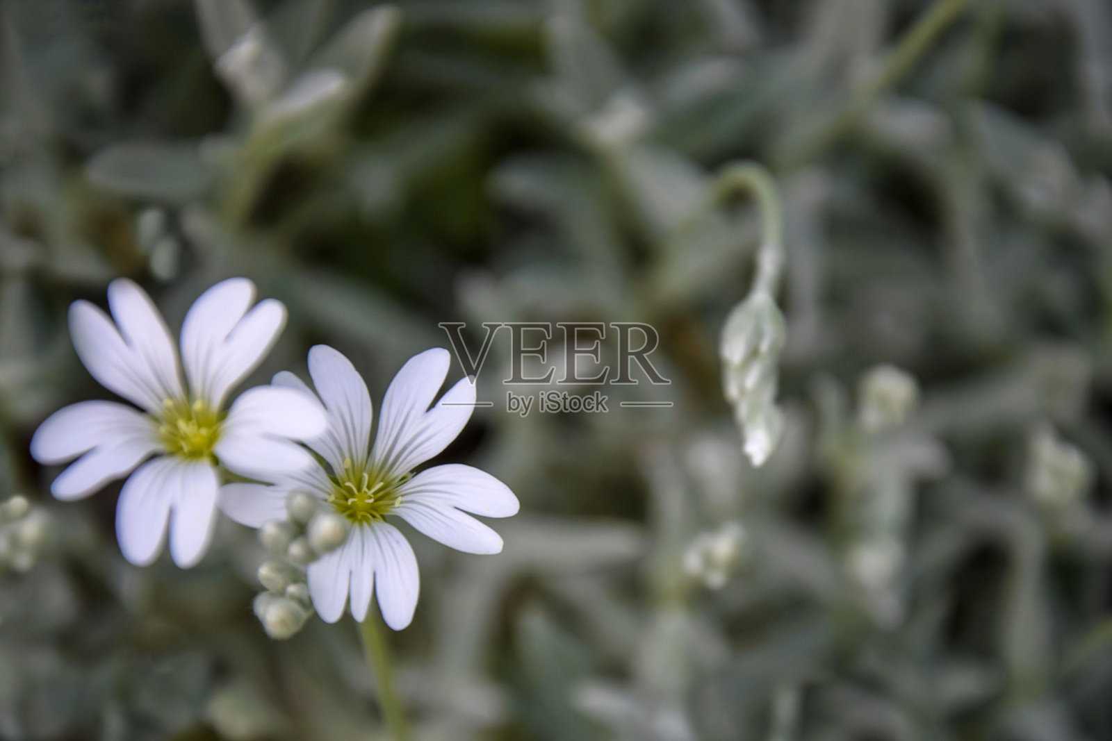 两朵盛开的白花在夏日的花园里，墨绿色模糊的背景。特写镜头。副本的空间。有选择性的重点。照片摄影图片