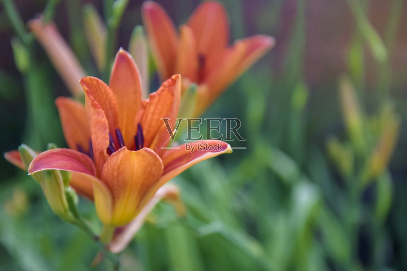 花园中盛开的红百合(百合)，背景是模糊的绿色。美丽的花园植物在花坛。特写镜头。照片摄影图片