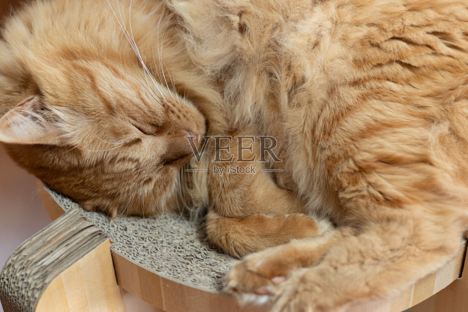 睡觉的猫照片摄影图片