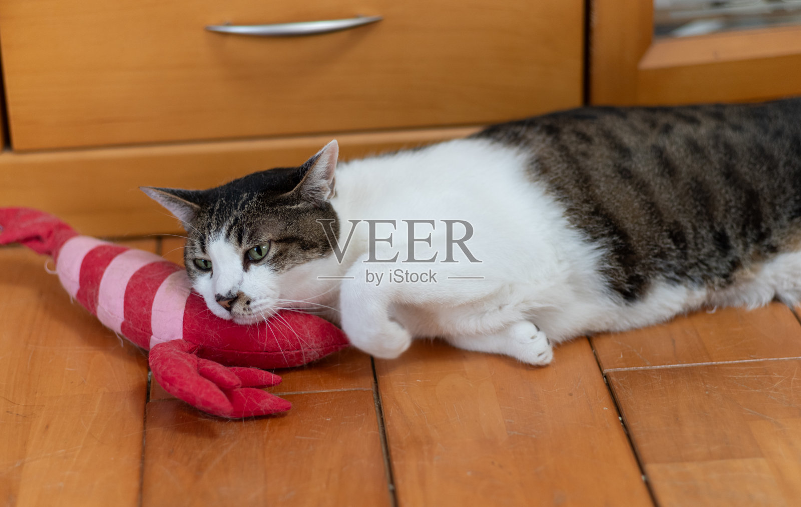 一只喜欢毛绒玩具的猫照片摄影图片