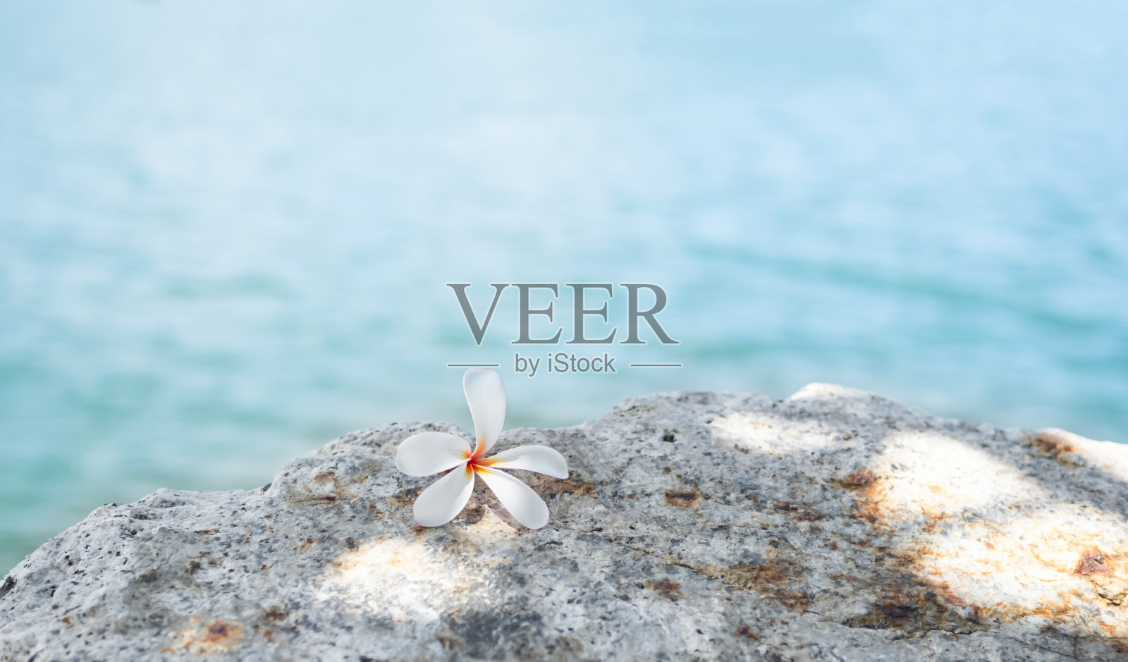 花在石头上的海岸，海洋水的背景，石上的金花，泰国岛，卡片海报的香气疗法水疗放松在豪华度假村，旅游度假旅游夏天照片摄影图片