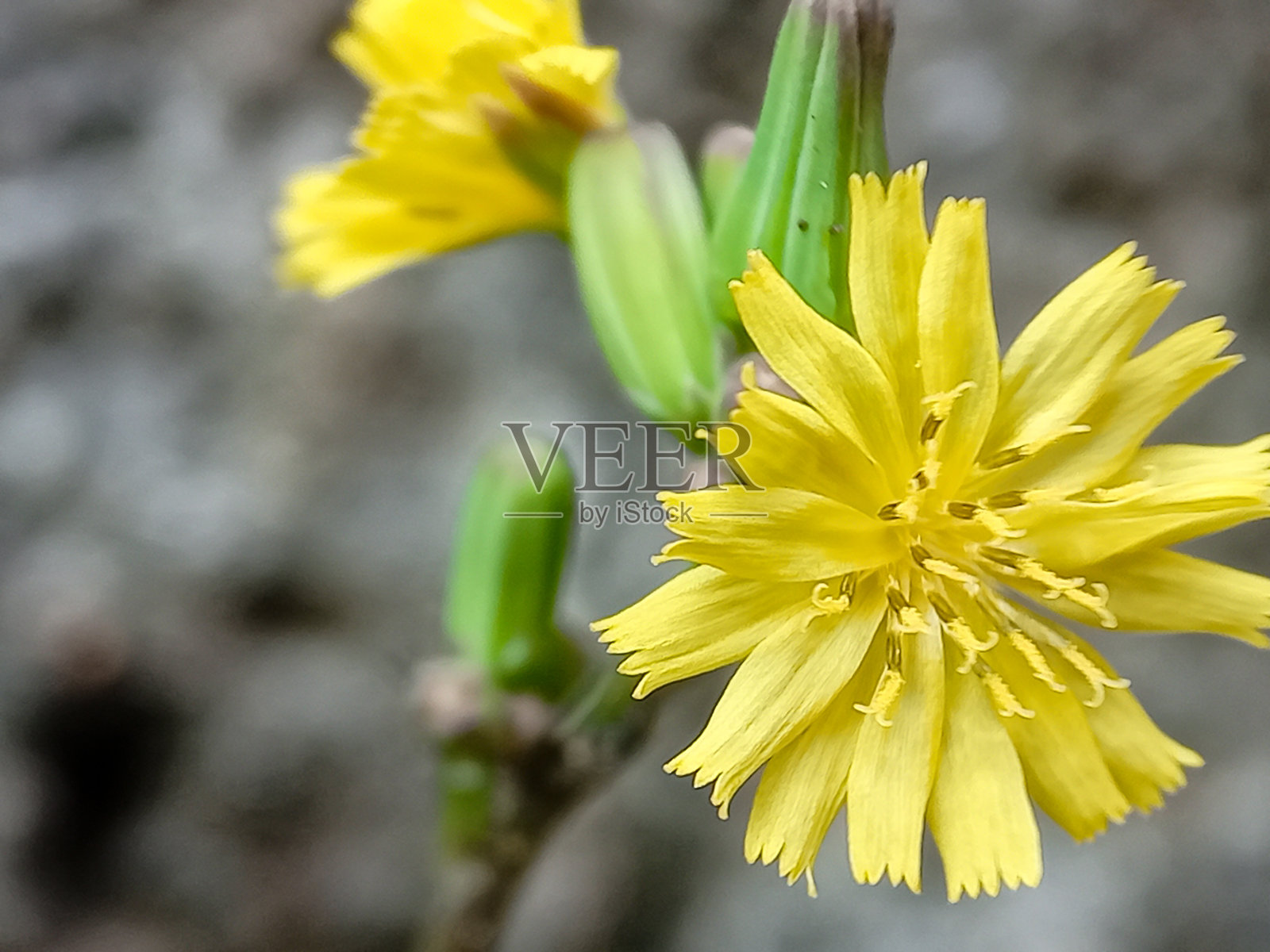 植物生态粳稻照片摄影图片