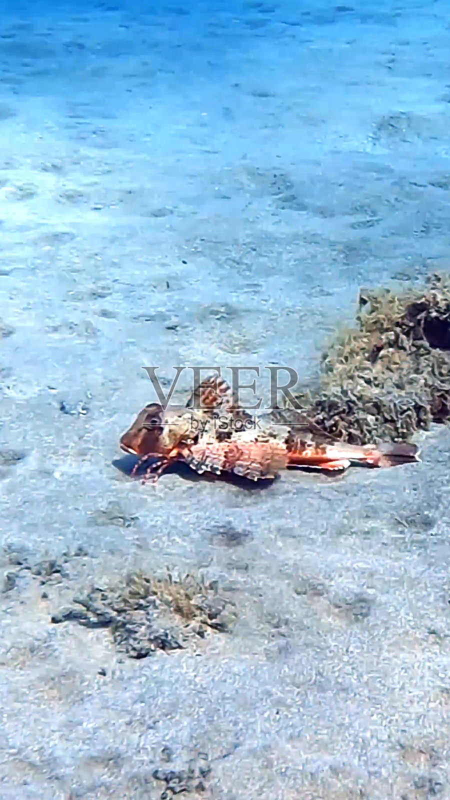 特内里费岛的飞鱼照片摄影图片