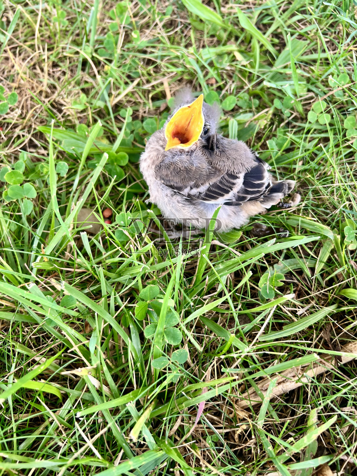 雏鸟新生的照片摄影图片