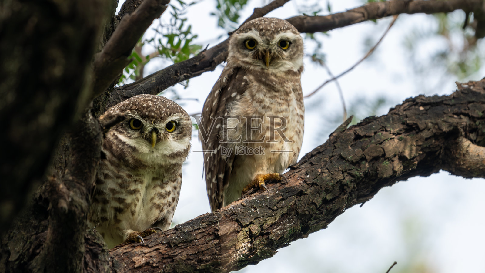 斑点小猫头鹰照片摄影图片