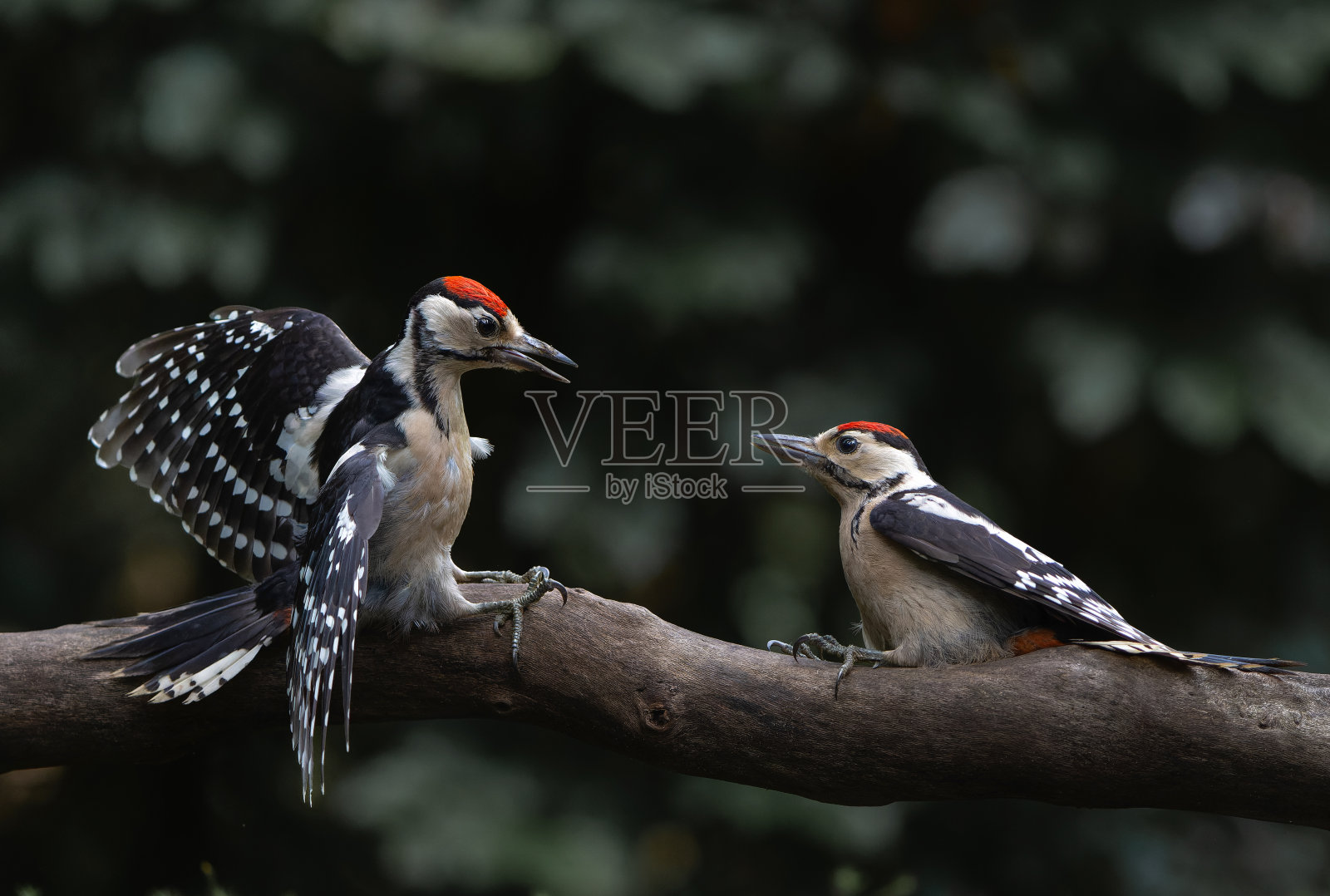 大斑点啄木鸟打架照片摄影图片
