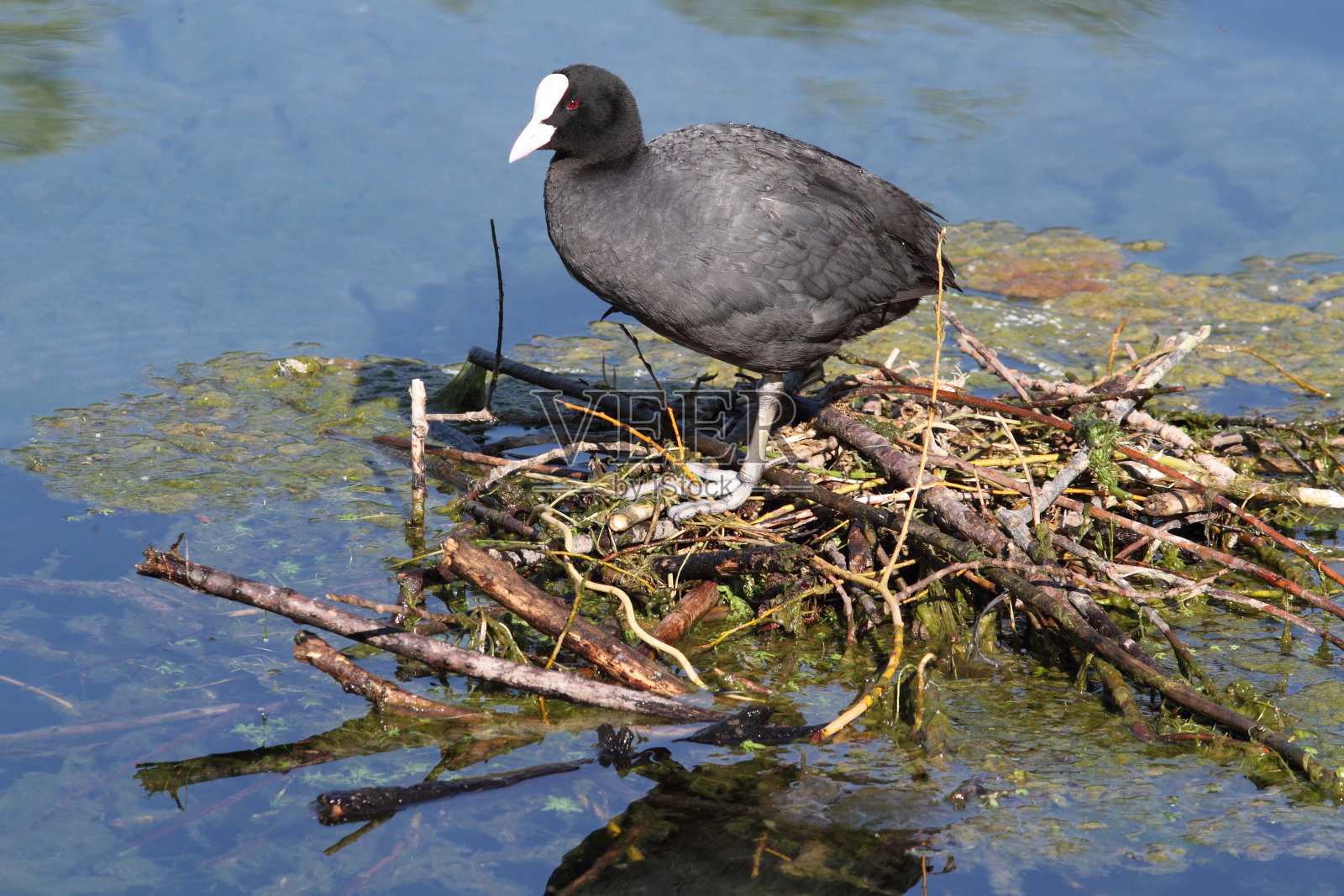 福拉加在菲布里诺湖保护区照片摄影图片