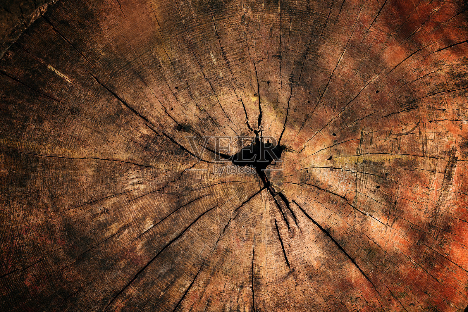 老树桩的纹理，俯视图照片摄影图片