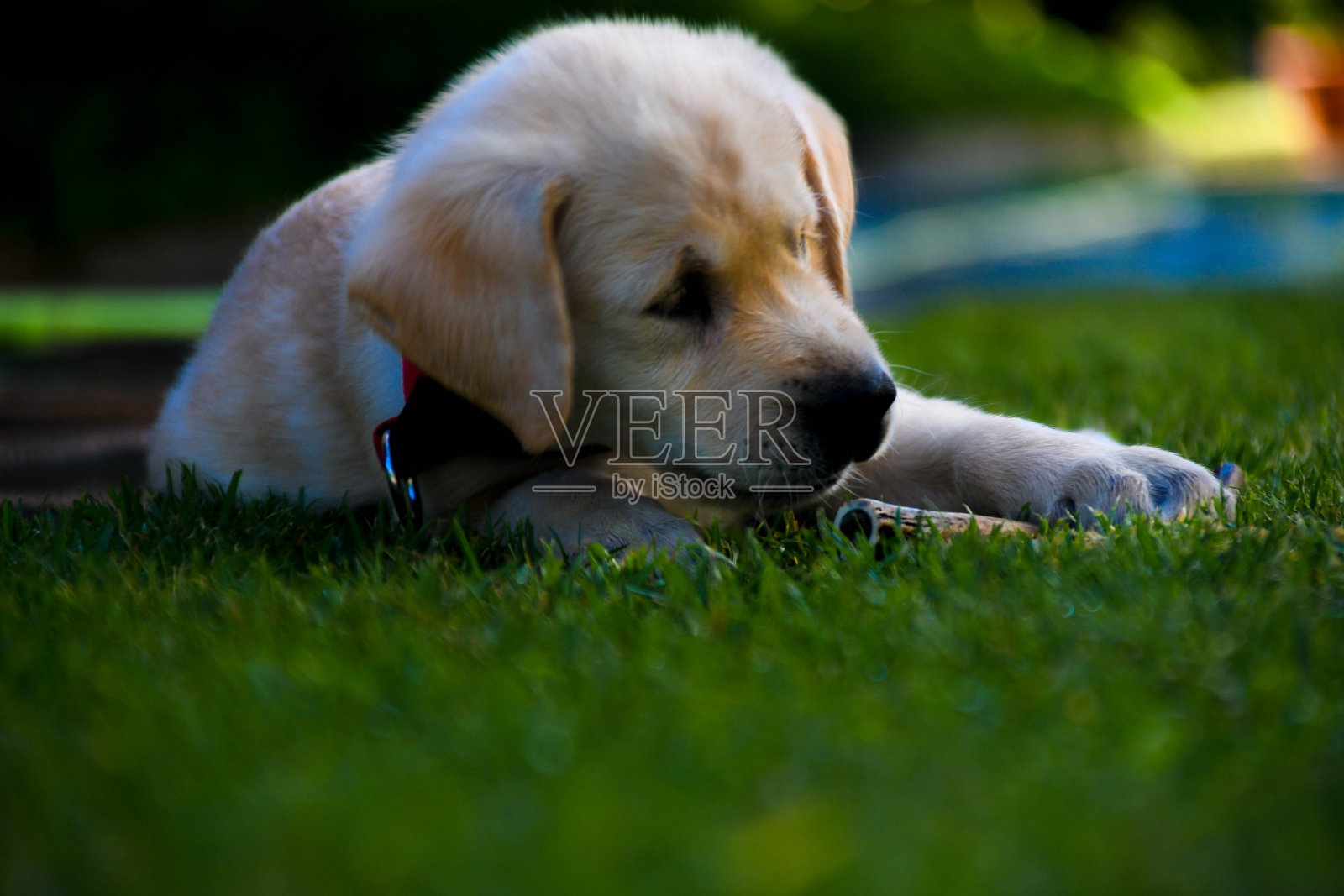 金色的小狗在草地上。导盲犬小狗在草地上玩耍照片摄影图片